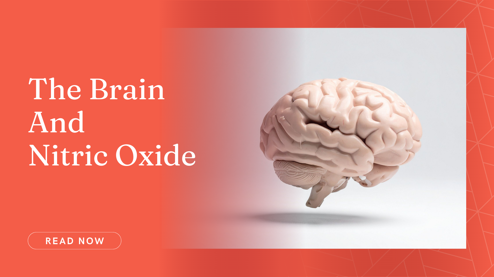 The Brain and Nitric Oxide